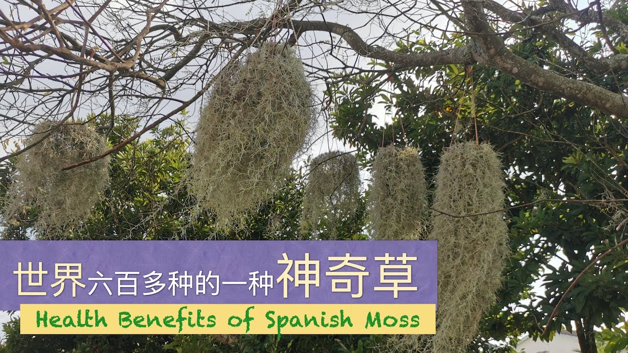有人叫“空气草”，也叫“老人须”为什么你知道吗？Health Benefits of Spanish Moss。 YouTube