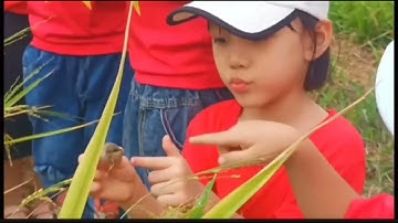 VIDEO HOẠT ĐỘNG THĂM QUAN TRẢI NGHIỆM CÁNH ĐỒNG LÚA QUÊ EM