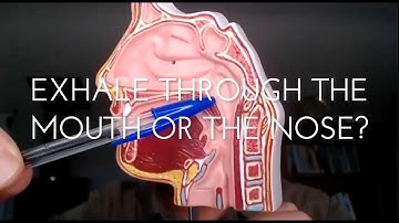 Should We Exhale through the Nose or the Mouth?