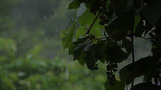 Hazza Al Balushi Surat Al Hijr with Rain Sound screenshot 5