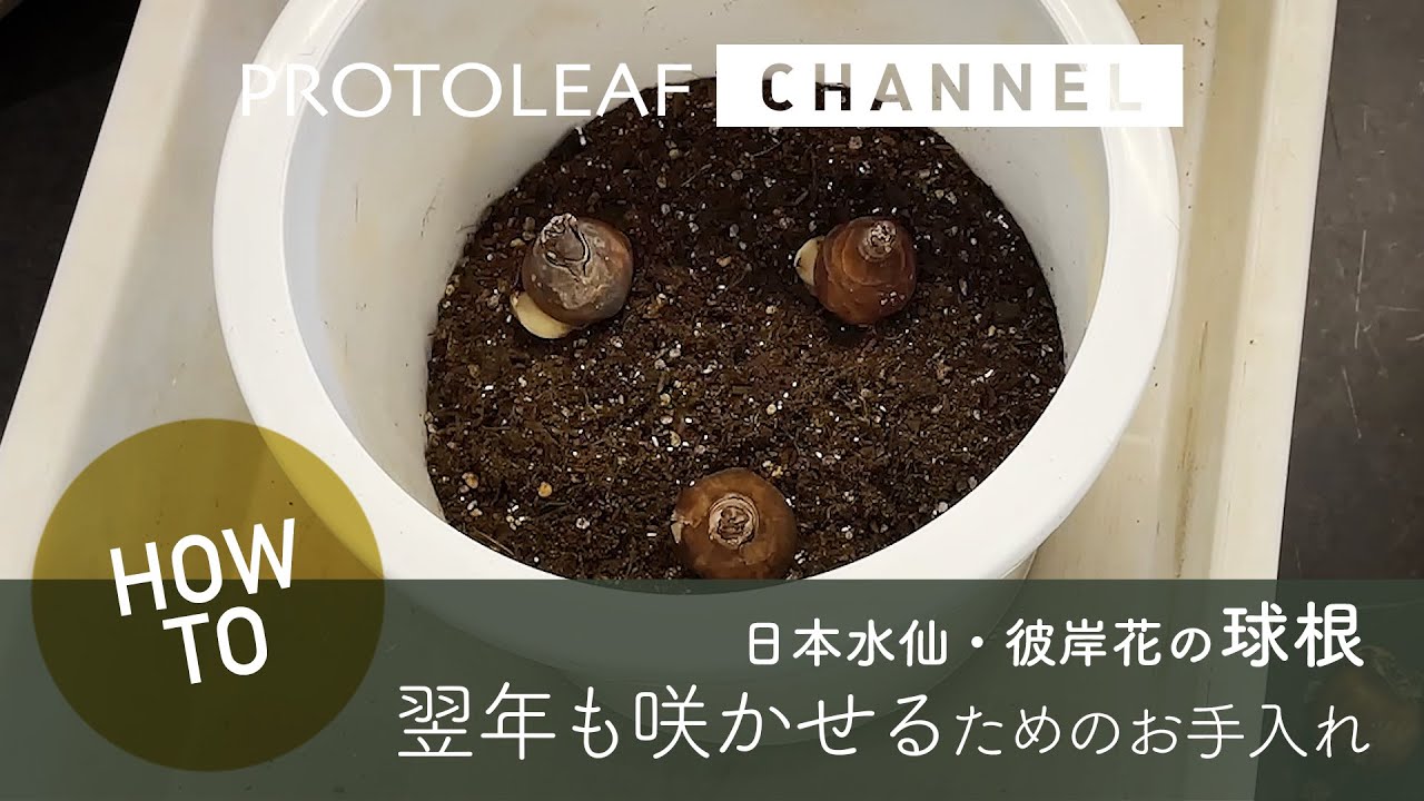 ガーデニング 翌年も花を咲かせる球根の植えつけ方 日本水仙 彼岸花 Youtube