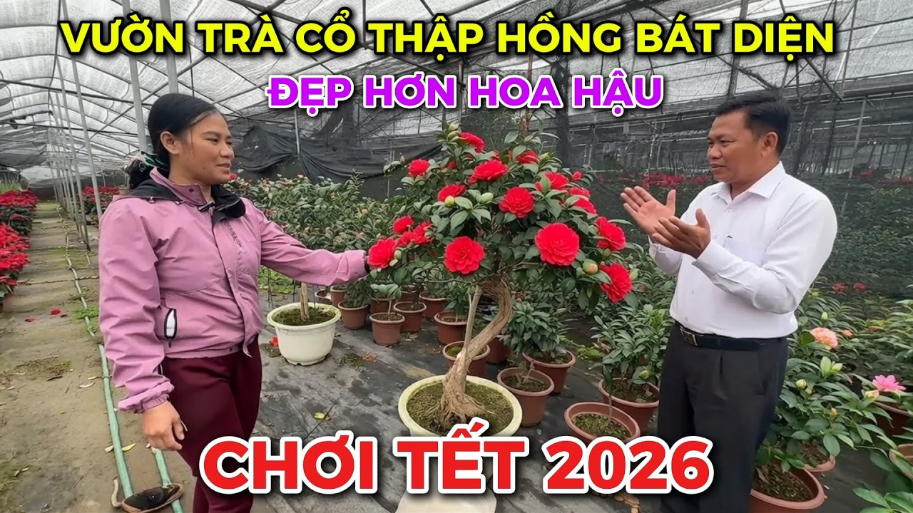 Độc lạ! vườn Trà cổ Thâm Hồng Phát Diện cực đẹp tại Văn Giang
