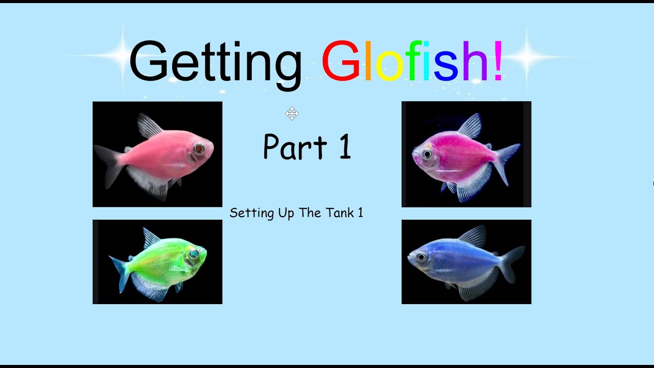Getting Glofish Setting up the tank YouTube