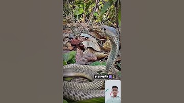 mahadev status mahakal status bholenath status #mahadev #status #snake #shivshiv #treding