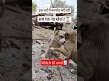इस जहाँ में कमजोर कोई नहीं हैसब वक्त का खेल है #viral #shorts #yotubeshorts