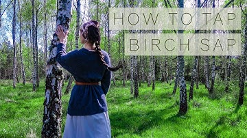How To Tap BIRCH SAP | spring in Sweden