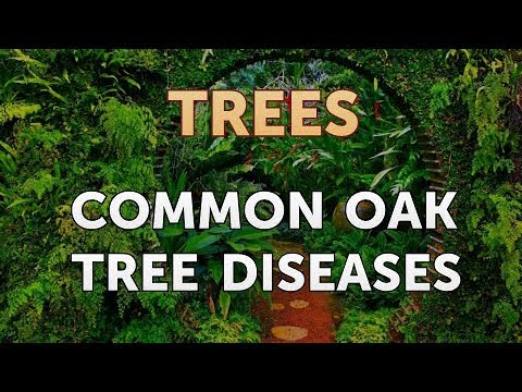 Video: Stone Oak (24 Photos): Description Of Evergreen Mediterranean Oak, Its Use, Diseases And Pests