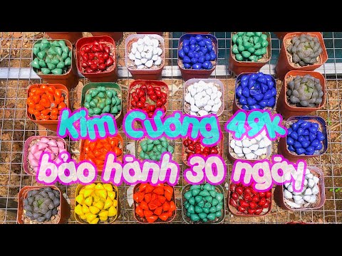 Video: Kim cương dâu thuần