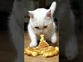 🐱😋
