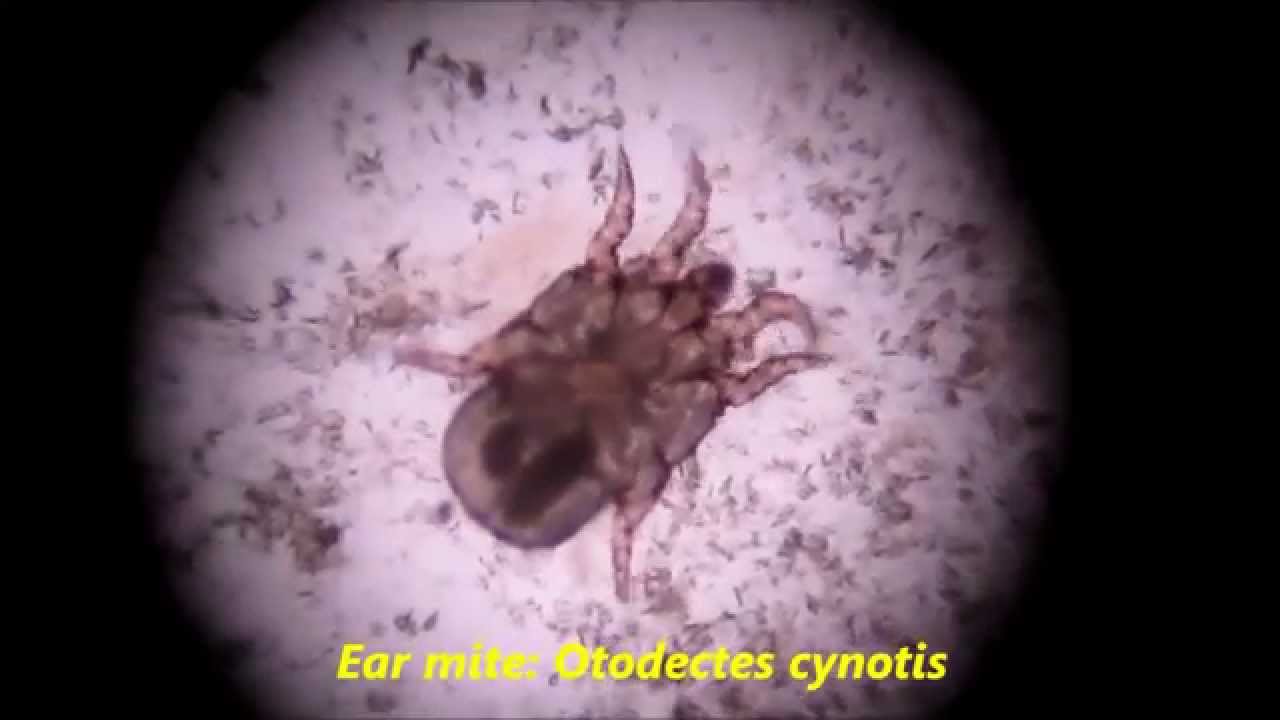 Ear mite in a dog: Otodectes cynotis, swiming/dancing in 