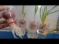 onion garden, onion, grow onion, Plastic Bottles