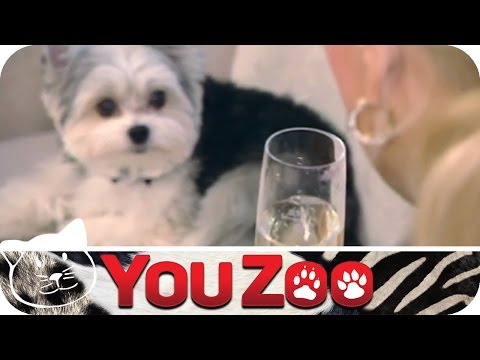 Hundeliebe extrem - Luxus für den Hund