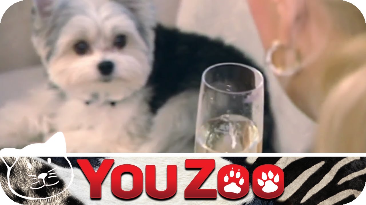 Hundeliebe extrem Luxus für den Hund YouTube