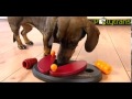 Jeu de stratgie educatif dog activity niveau 2 pour chien chez polytrans