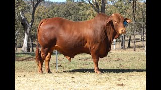 Vale View De Belin 2 - Lot 30 Central Reds Bull Sale