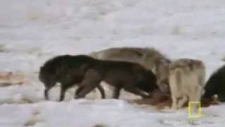 Wolf Hunting / Охота на волка Тактика