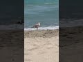 Peaceful Seagull by the Ocean | Calm Nature Moment 🌊