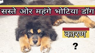 Bhotia Dog Puppy Price , Pahadi Dog Breed , Himalayan Sheep Dog Price Uttarakhand Wale