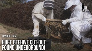 Wild Bee Hive Removal From an Underground Telephone Cable Pit | The Bush Bee Man