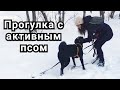 Влог: Прогулка с собакой зимой | Чем заняться с собакой на прогулке | Комфортный выгул собаки