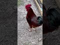 This little rooster telling me he’s got a problem with another rooster. #cockadoodledoo #gallo