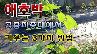 [텃밭농부. 1,080] 애호박을 공중에 메달아 키우는 3가지 방법. #애호박재배