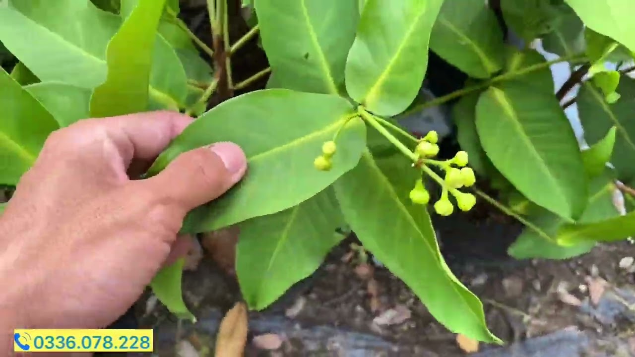 Mận Hồng MST cây giống, cây nuôi chậu đang sẵn tại vựa 