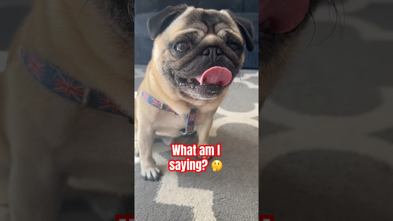 Speaking Dog 😮 