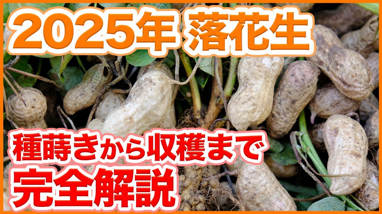 【2025年版】落花生の育て方完全ガイド！家庭菜園や農園での種蒔きから収穫まで全体スケジュール&お世話のコツを徹底解説！【農園ライフ】