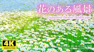 【癒し】花のある風景6時間／疲れた心身の回復・リラックス・勉強中や作業用、目覚めの朝に、眠れない夜にもどうぞ。Beautiful flower landscape