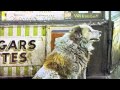 Capture de la vidéo Kai Winding - Dirty Dog - Cantaloupe