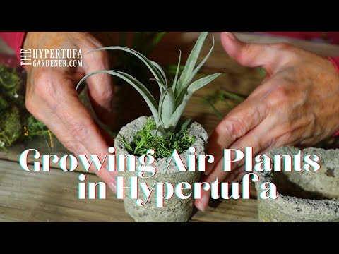 Air Plants Care &amp; Displaying Air Plants - Hypertufa Makes Great Air Plant Holder