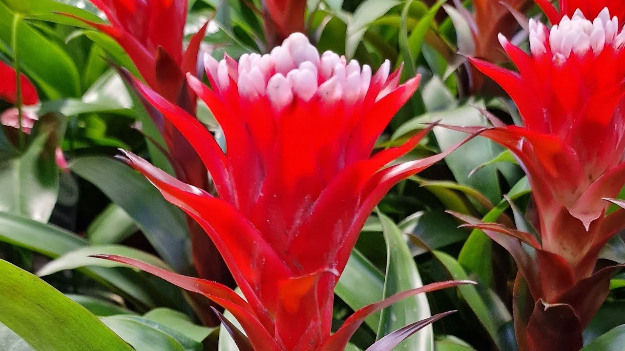 Гусмания. Семейство бромеливые. Комнатное растение. Пересадка Деток ...