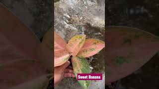 Download Lagu SWEET BANANA CUMAN 1.550.000|| Minat japri 👉 088228782964 MP3 Download Lagu SWEET BANANA CUMAN 1.550.000|| Minat japri 👉 088228782964 MP3