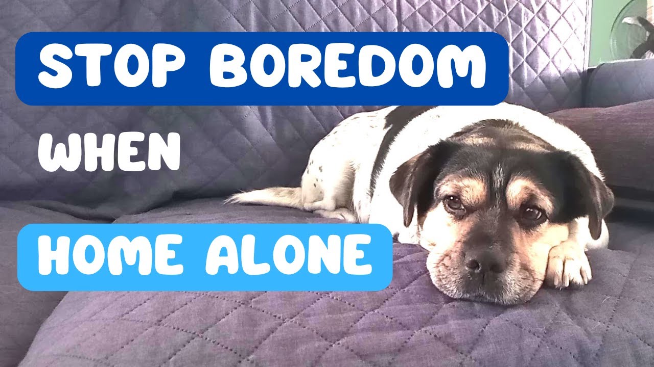 How to Keep Your Dog Entertained When Home Alone