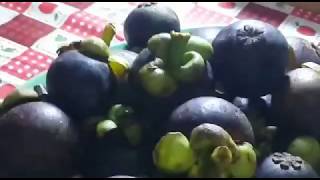 CARA MEMBUKA BUAH MANGGIS " Praktis dan Mudah "