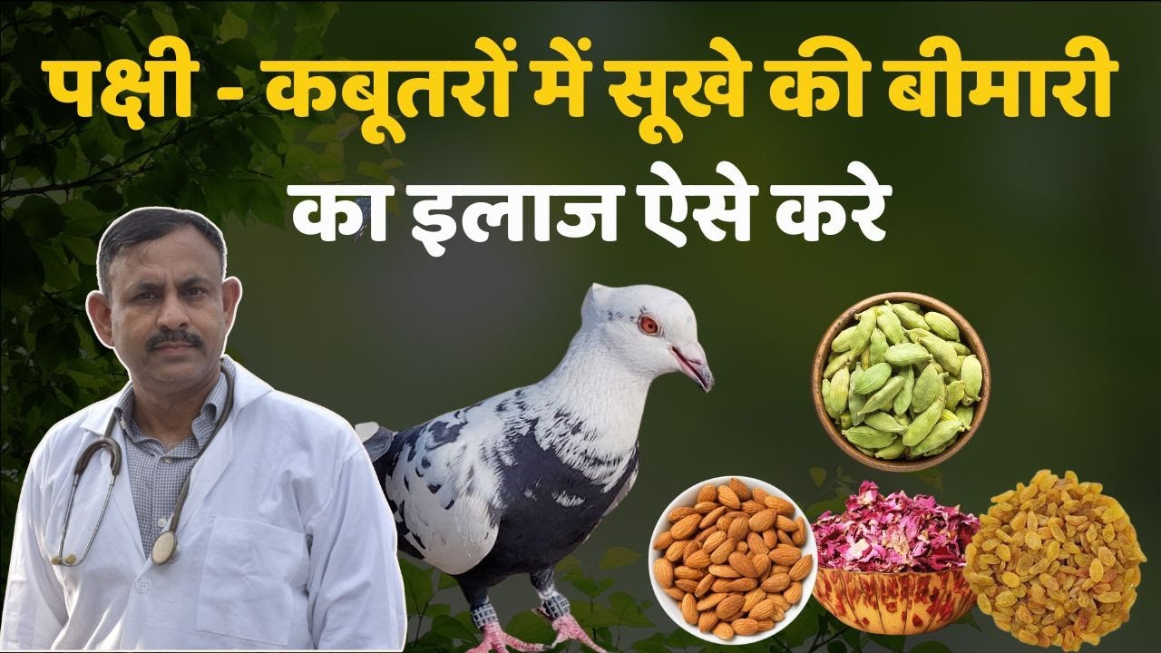 पक्षी - कबूतरों में सूखे की बीमारी का इलाज ऐसे करे | Birds Pigeon Treatment | Dr Nagender Yadav