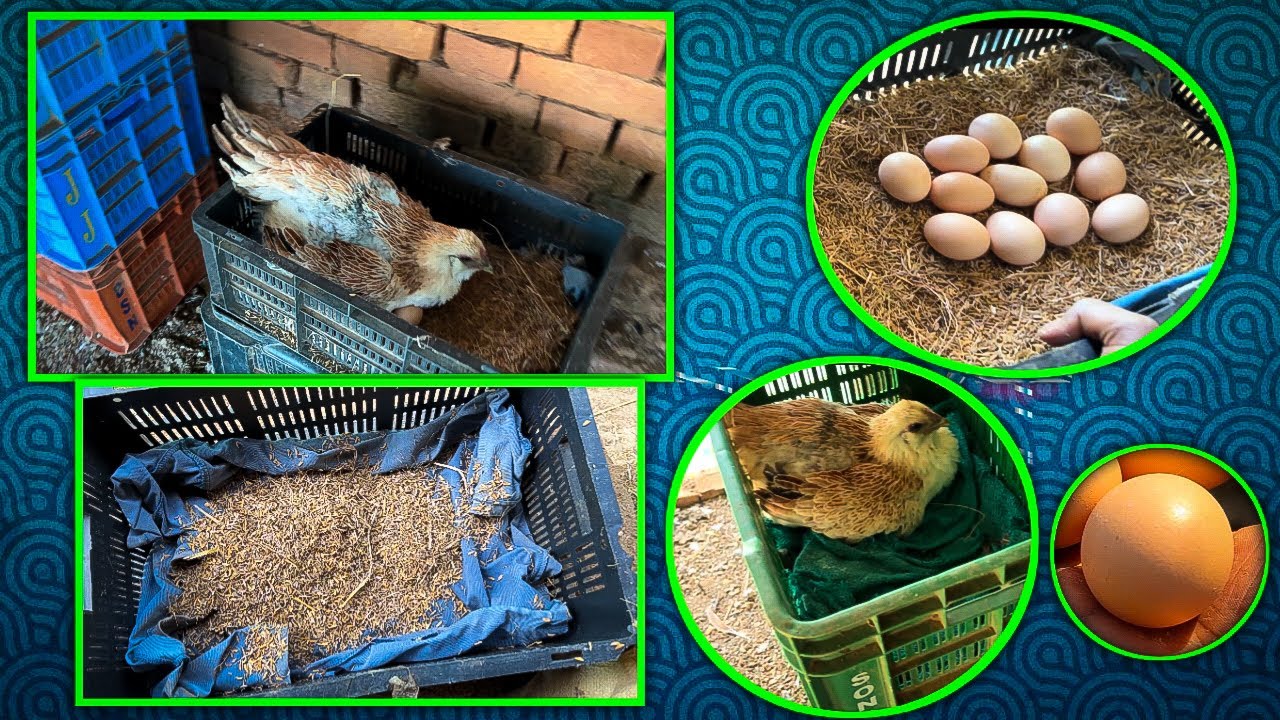 Black Skin High Flyer Murgi Bhupesh Farming !! Good Quality Temper Tail 