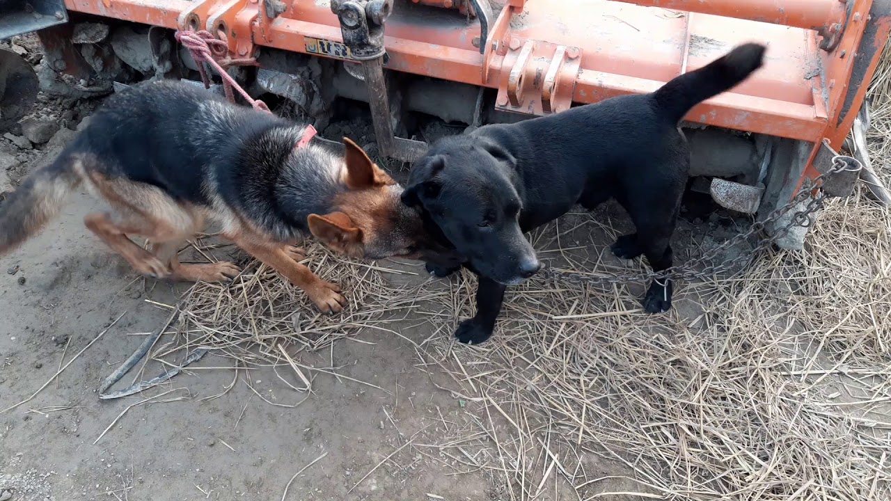 Romi and Bruno ki masti