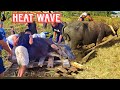 See how the carabao suffer during heat wave farmers rescue carabao mother and baby