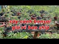 ( Clip 18) vườn Đành Nguyễn #0932865761 giao lưu cây cảnh giá rẻ bao ship