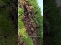 Осенняя чистка деревьев (туя западная смарагд)
