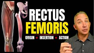 OIA Rectus Femoris | Origin, Insertion & Action (Muscular System)