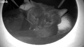 Snoop and Zahra in the Cuddle Hut 😻😻 by ninerlives 5,024 views 5 days ago 1 minute, 38 seconds