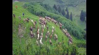 Austria's agriculture - growing the future