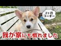 パピーコーギーお家生活2週間が経ちました。元気いっぱいです