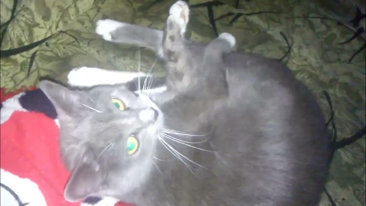 КОШКА ГИМНАСТКА | CAT GYMNAST - YouTube