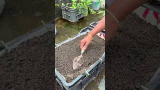 Preparation of composting soil in garden trays from vegetables peels #eggplant #plants #nature
