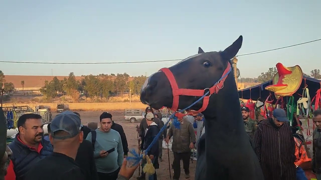 كاين غير المليح فسوق سطات
