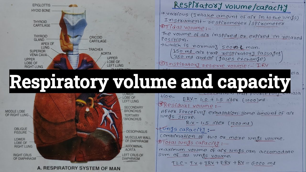 Respiratory volume and capacity || note with simple explanation. - YouTube